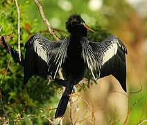 Anhinga