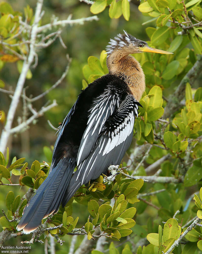 Anhinga d'Amérique femelle adulte nuptial, identification