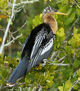 Anhinga d'Amérique