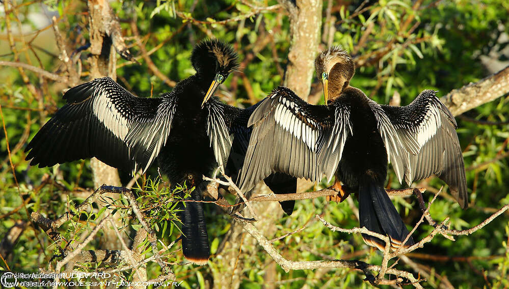 Anhinga d'Amériqueadulte, pigmentation, Comportement