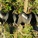 Anhinga d'Amérique