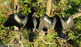 Anhinga