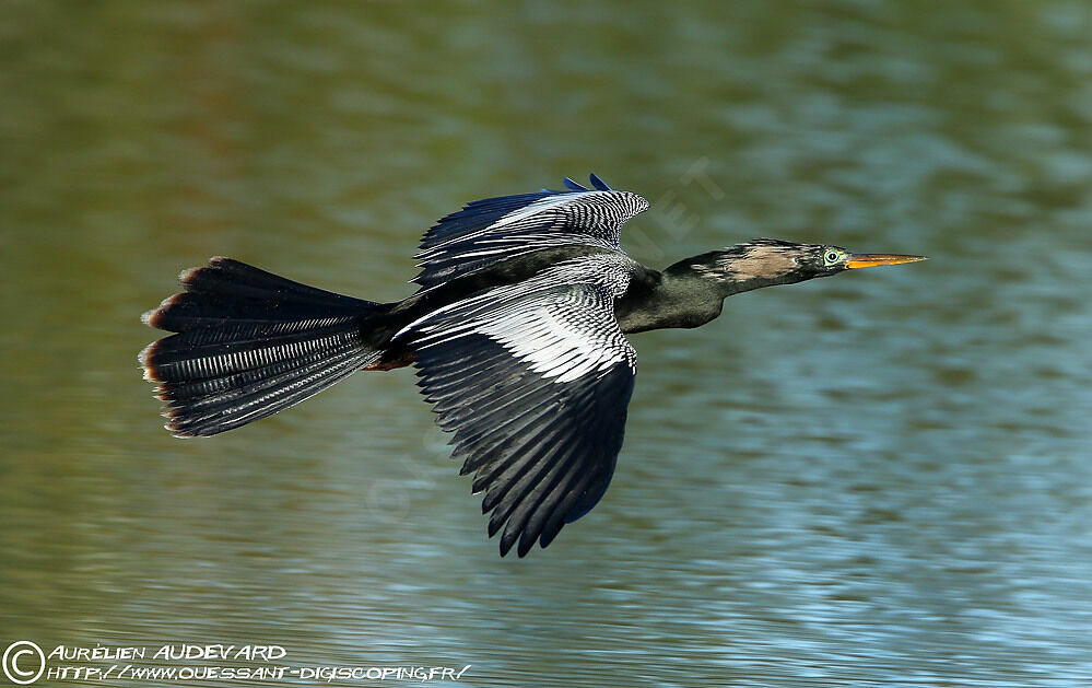 Anhinga