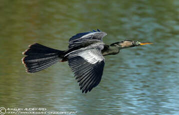 Anhinga d'Amérique