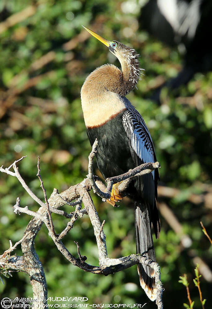 Anhinga female adult breeding, identification