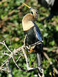 Anhinga d'Amérique