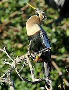 Anhinga d'Amérique