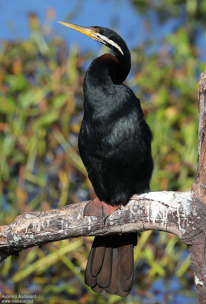 Anhinga d'Australie mâle adulte, portrait