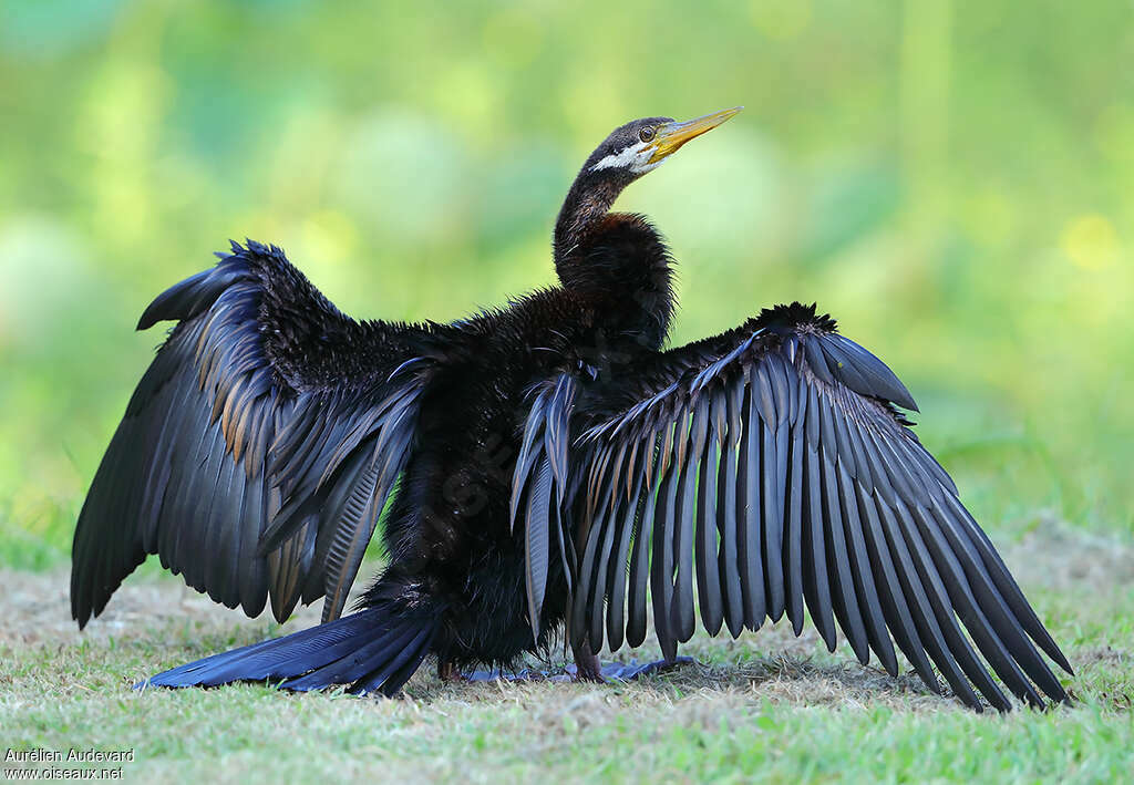 Australasian Darter male adult, identification