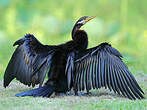 Anhinga d'Australie