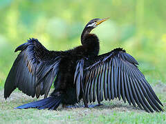 Australasian Darter