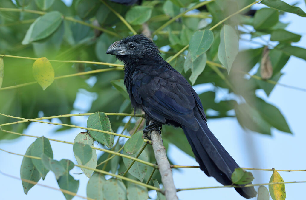 Groove-billed Aniadult