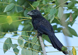 Groove-billed Ani