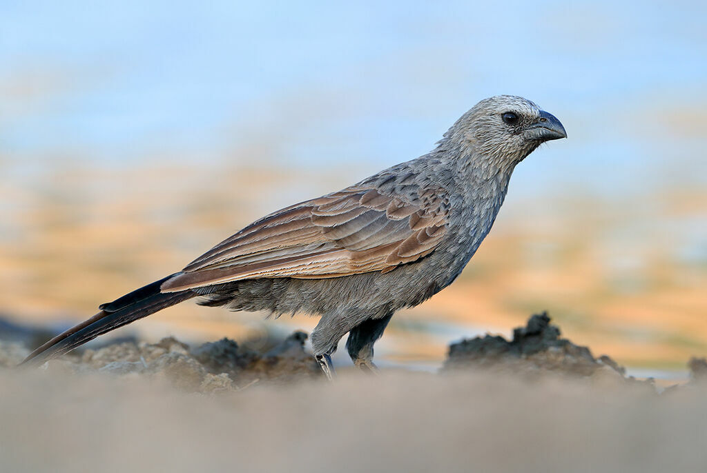 Apostlebird, identification