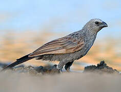 Apostlebird