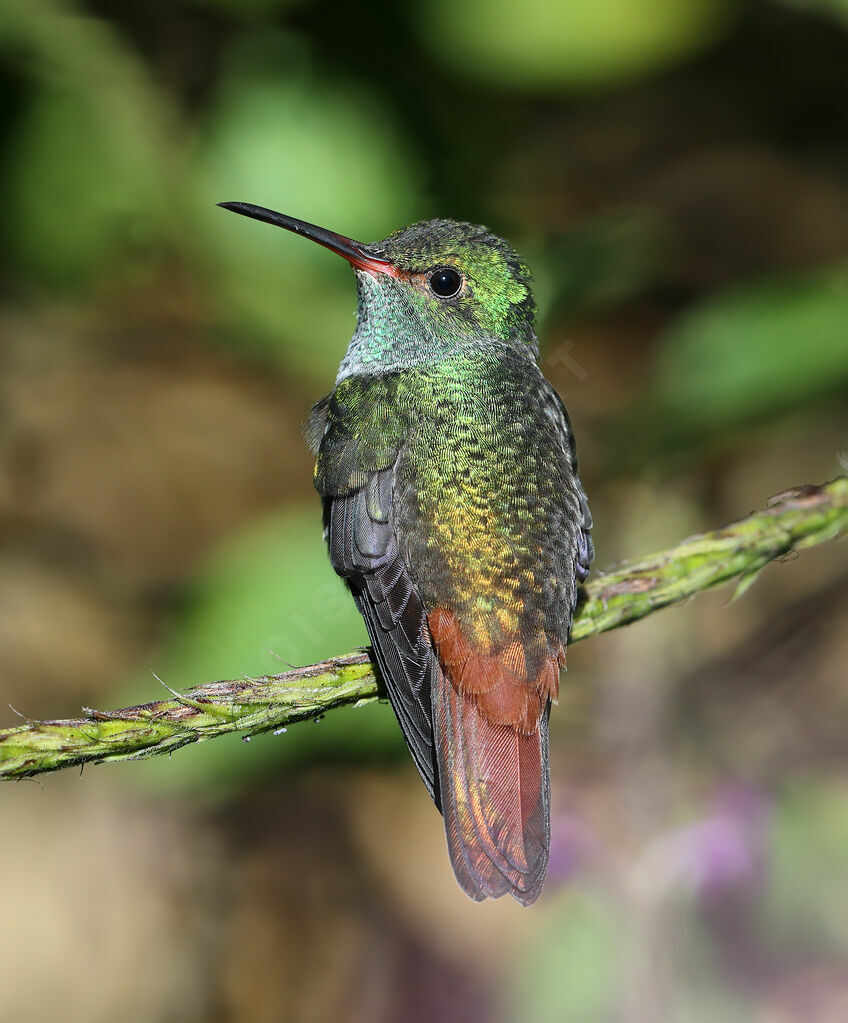 Rufous-tailed Hummingbirdadult, identification