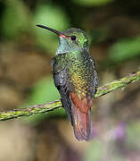 Rufous-tailed Hummingbird