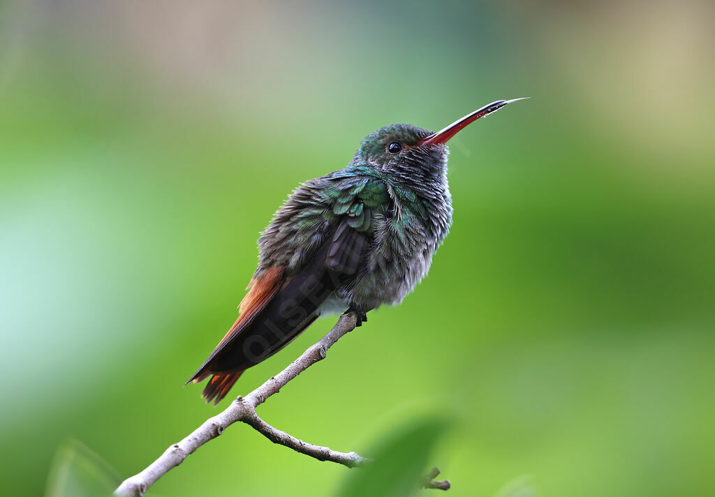 Rufous-tailed Hummingbird