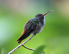 Rufous-tailed Hummingbird