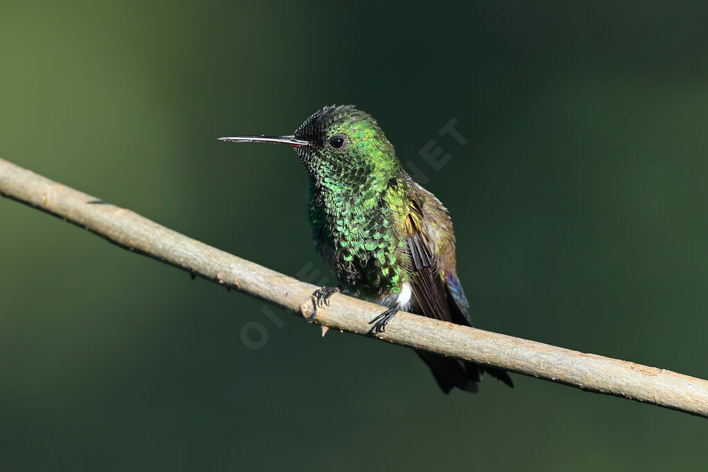 Blue-vented Hummingbirdadult, identification