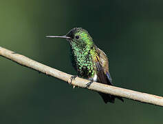 Blue-vented Hummingbird