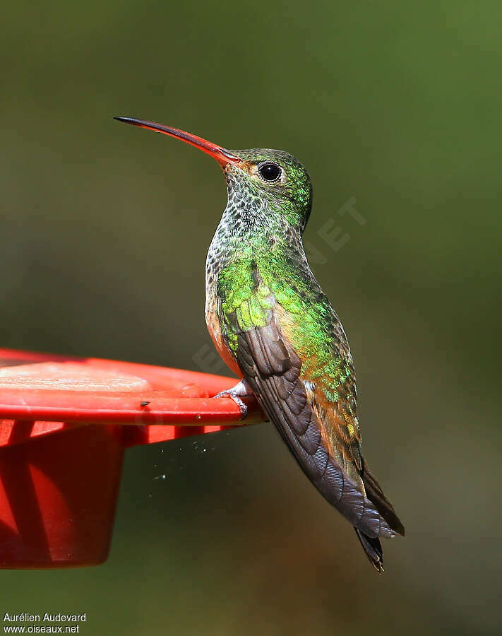 Ariane du Yucatanadulte, identification