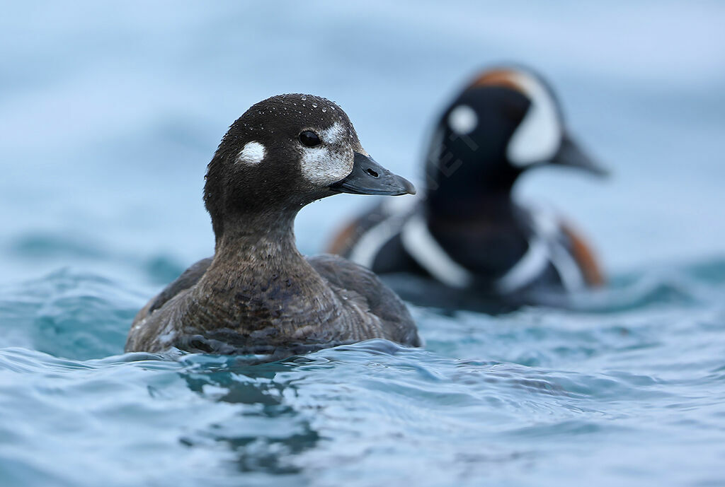 Harlequin Duck female adult breeding, identification