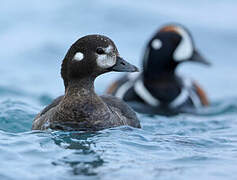 Harlequin Duck