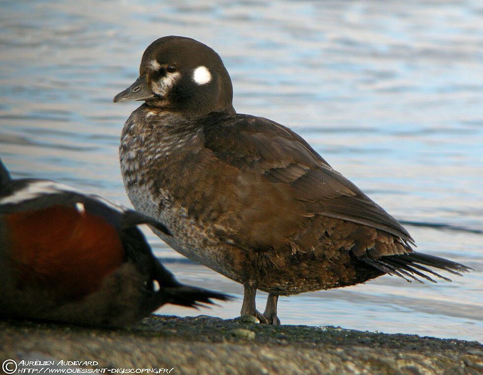 Harlequin Duck female adult, identification