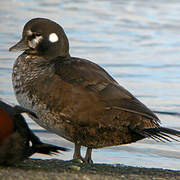 Harlequin Duck