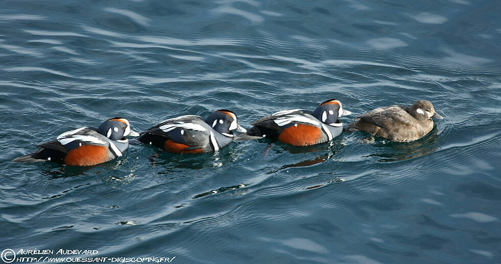 Harlequin Duck