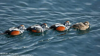 Harlequin Duck