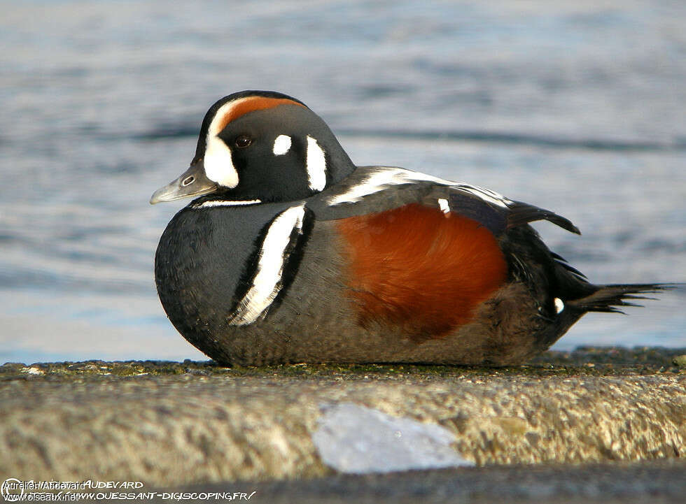 Harlequin Duck male adult breeding, close-up portrait