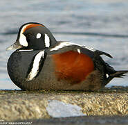 Harlequin Duck