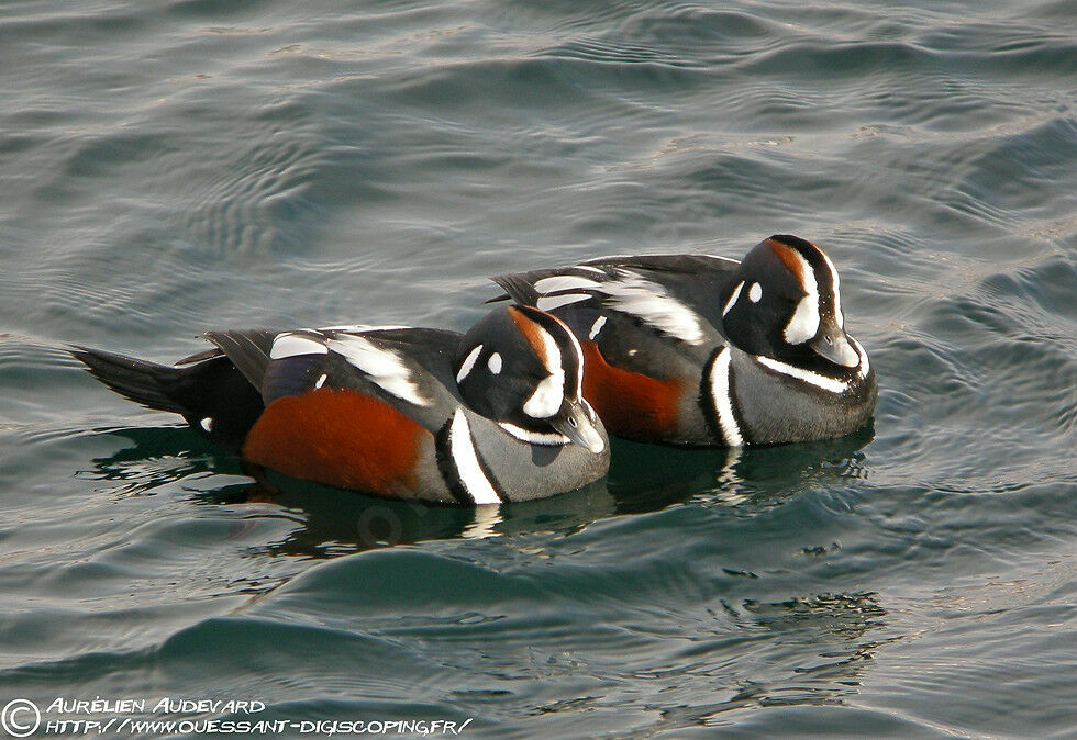 Harlequin Duck