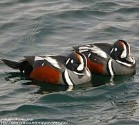 Arlequin plongeur