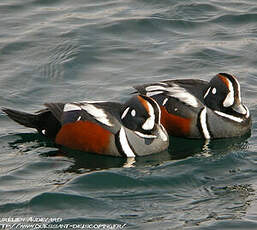 Arlequin plongeur