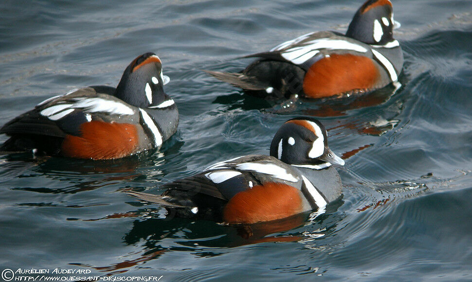 Harlequin Duck male adult breeding, identification