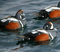 Harlequin Duck