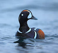 Harlequin Duck