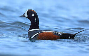 Harlequin Duck