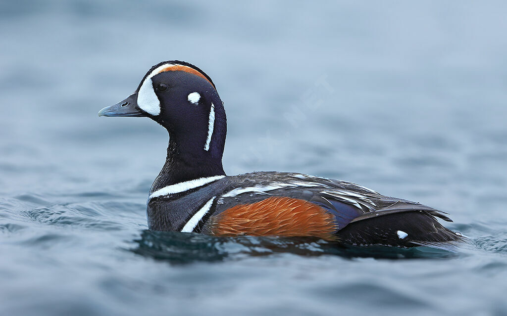 Arlequin plongeur