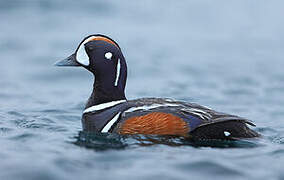 Harlequin Duck