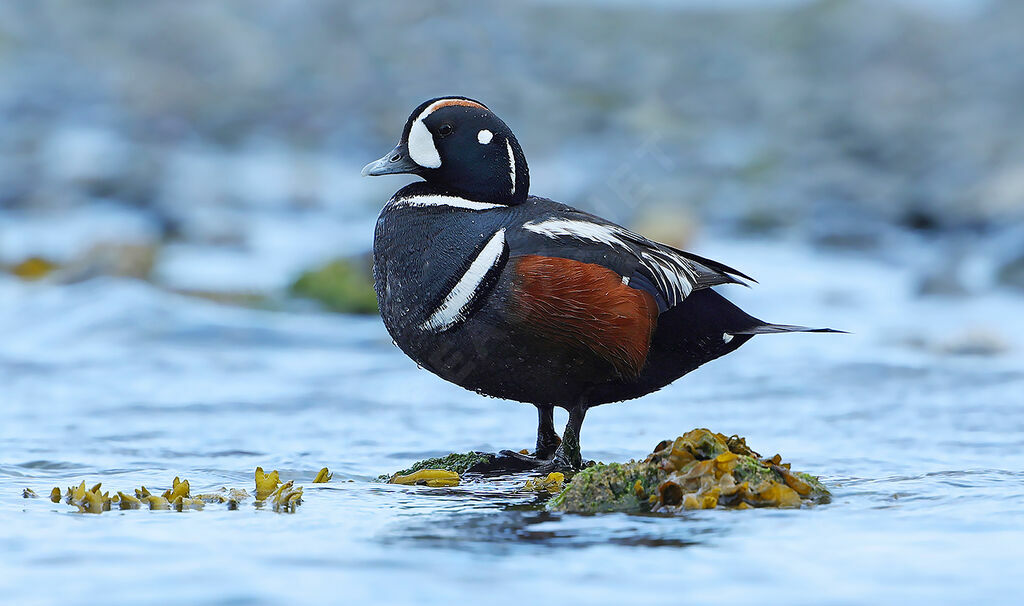 Harlequin Duck