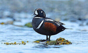 Harlequin Duck