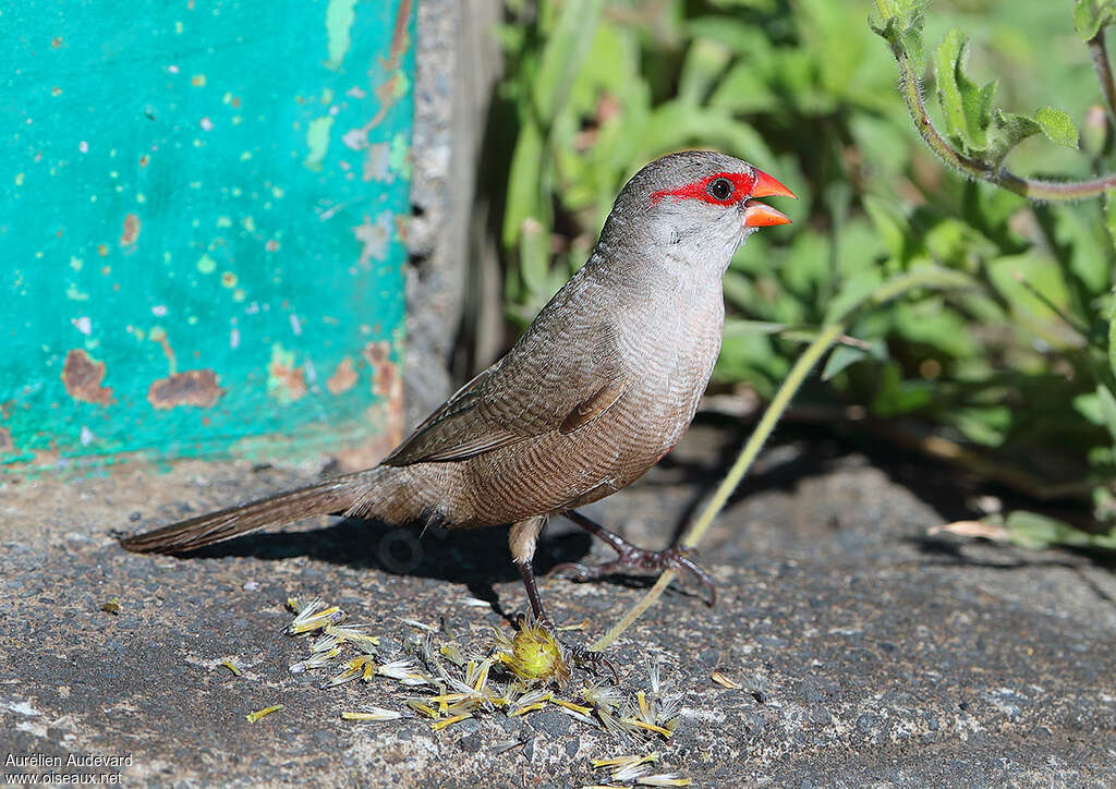 Common Waxbill, identification