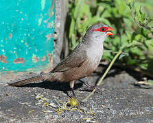 Common Waxbill