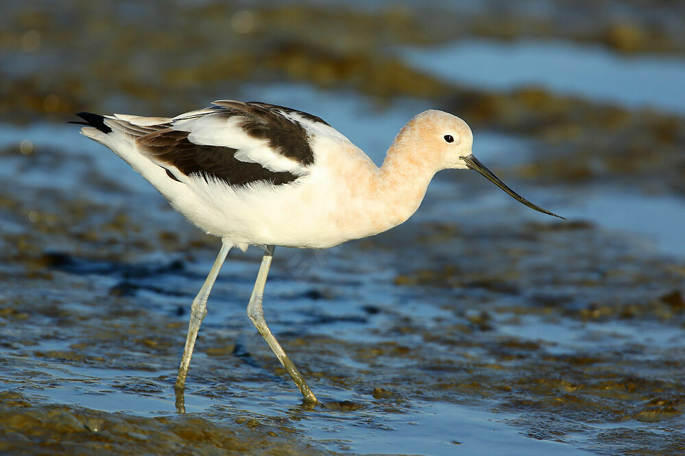 Avocette d'Amériqueadulte internuptial, identification, composition, marche, mange