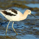 Avocette d'Amérique