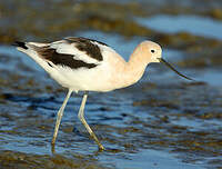 Avocette d'Amérique